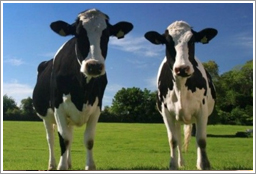 Cows in a Pasture