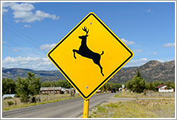 Deer-Collision-Safety