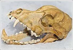 Animal_Skull