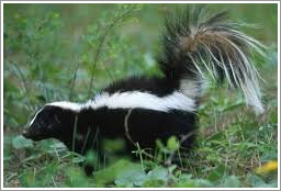 Skunk