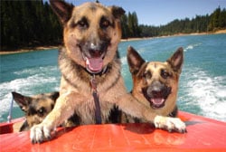 Tips For Boating With Your Dog